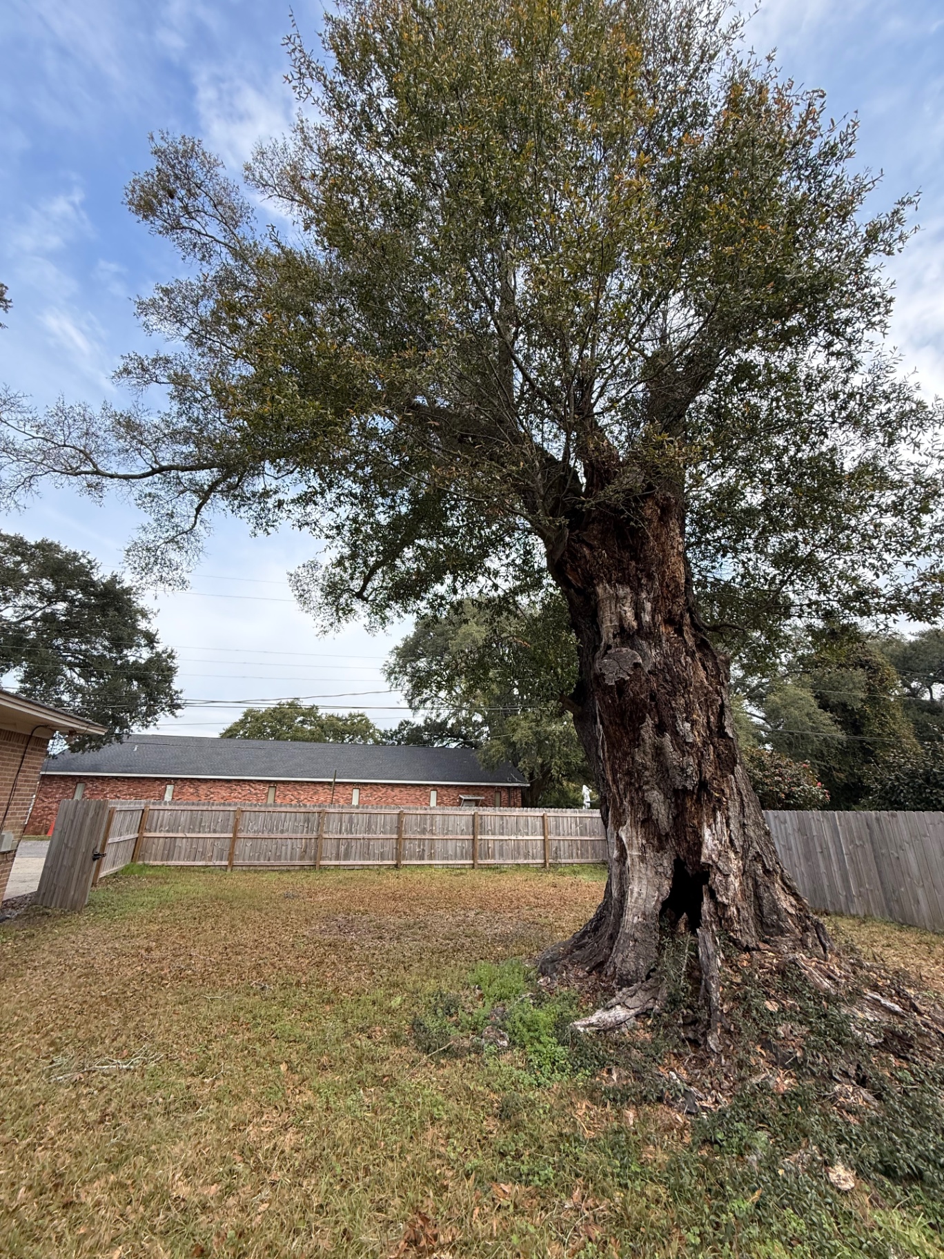 Hazardous oak tree before removal