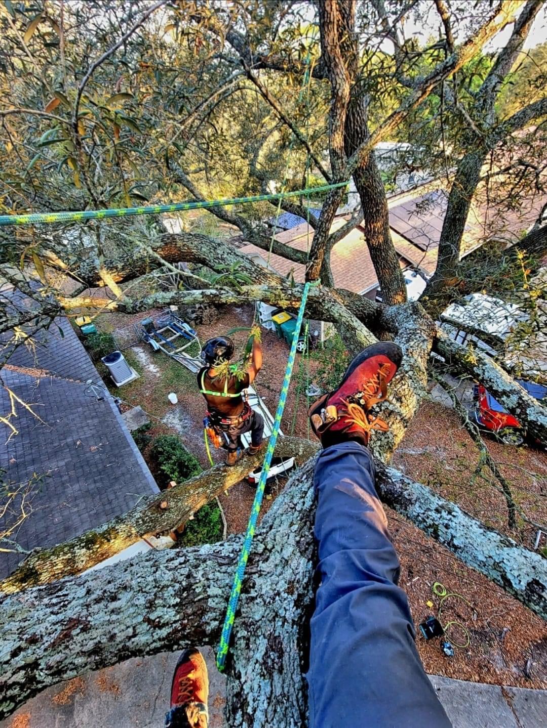 Canopy Work