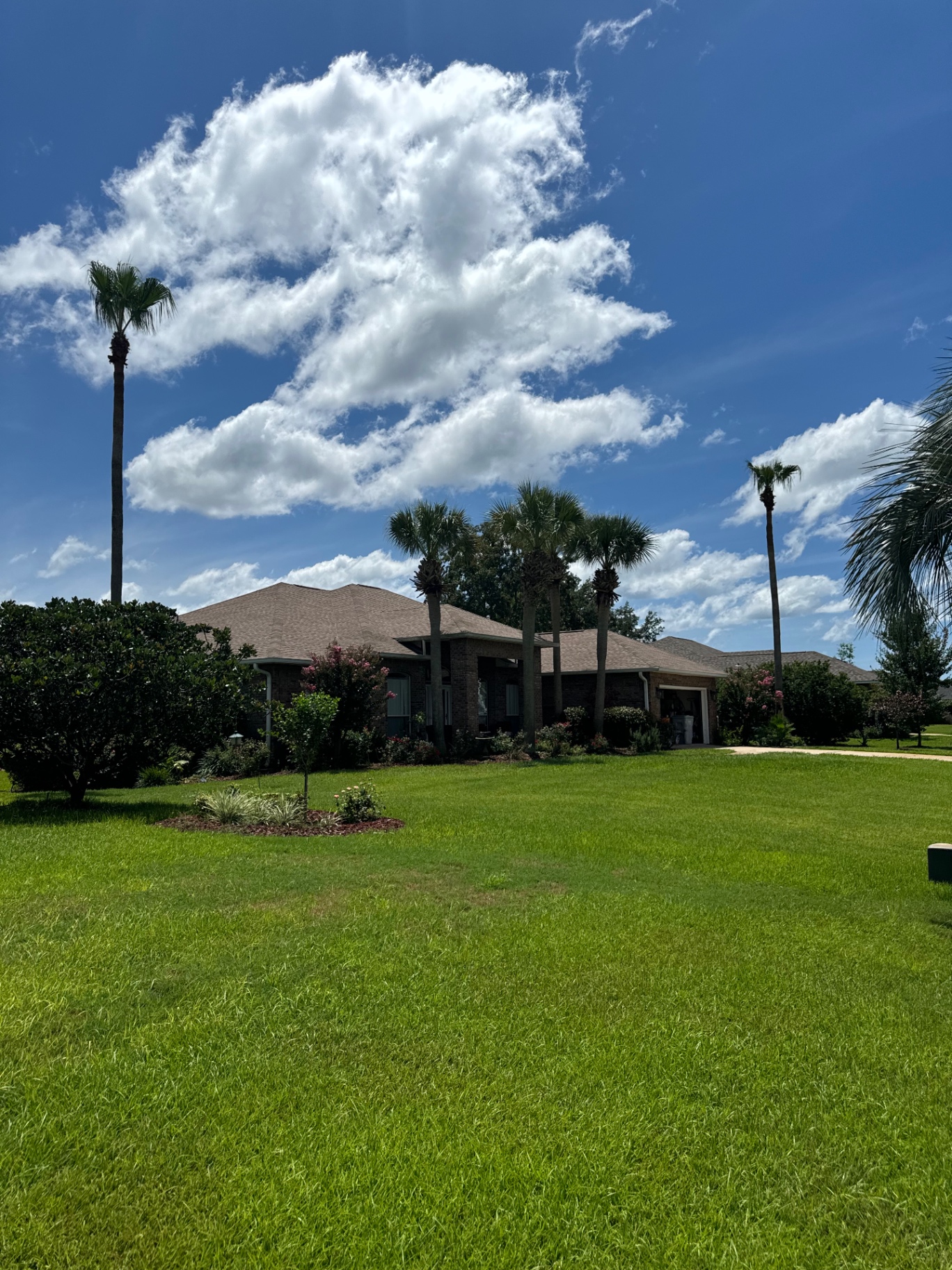Palm Trimming
