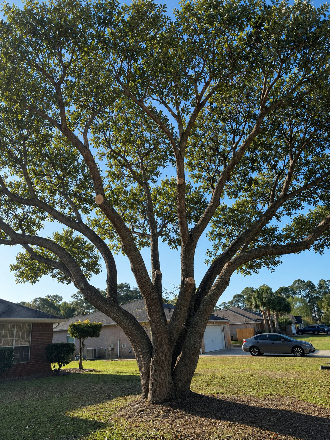Mature live oak professionally pruned and maintained in Northwest Florida